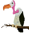 Gif animé vautour perché
